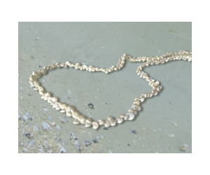 Free-shell-necklace