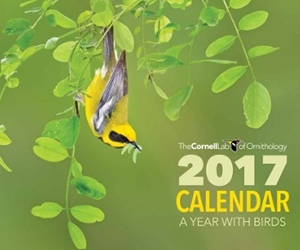 Free-complimentary-2017-A-Year-With-Birds-calendar