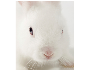 win-becrueltyfree-day-of-action-to-end-cosmetic-animal-testing