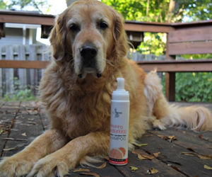 win-bottle-of-isle-of-dogs-waterless-dog-shampoo