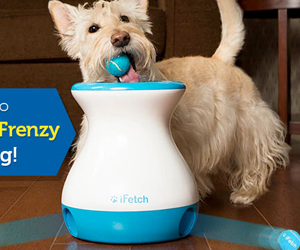 win-an-ifetch-frenzy-toy-for-your-dog