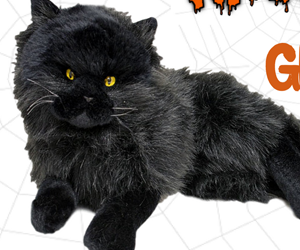 win-the-realistic-halloween-black-plush-cat