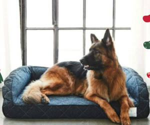 win-brentwood-home-runyon-pet-bed