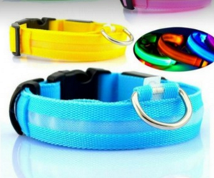 win-glowing-led-dog-collar