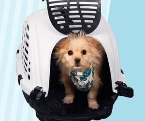 win-my-favorite-pet-shop-airline-approved-pet-carrier