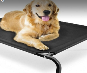 win-elevated-dog-bed