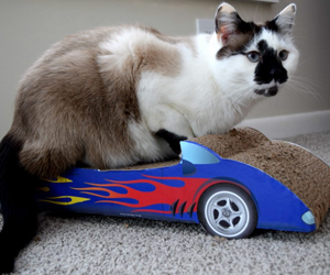 Win-Cat-Claws-Convertible-Scratcher