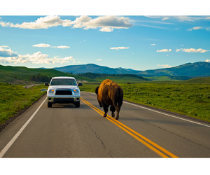 Win-one-of-4-Road-Trips-to-Yellowstone