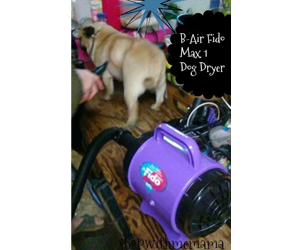 Win-B-Air-Fido-Max-1-Dog-Dryer