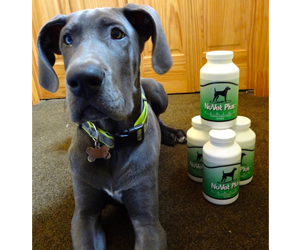 Win-NuVet-Plus-or-Joint-Dog-Supplement