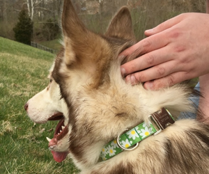 Win-Collar-&-Leash-of-Choice-from-The-French-Dog